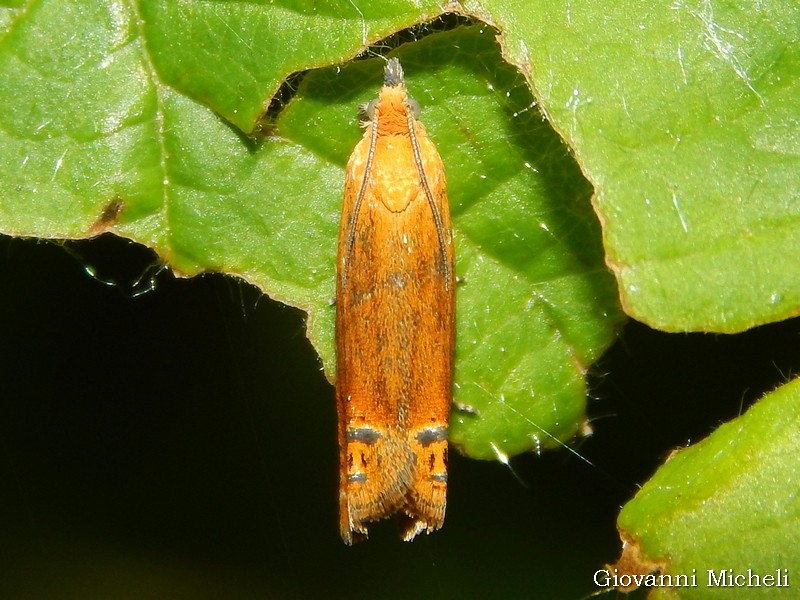 Richiesta ID - Lathronympha strigana - Tortricidae